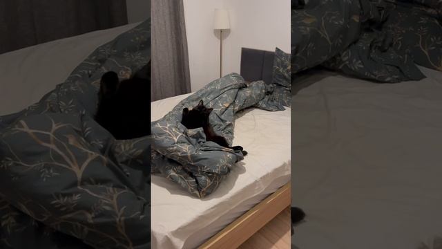 Кот на кровати. Животные