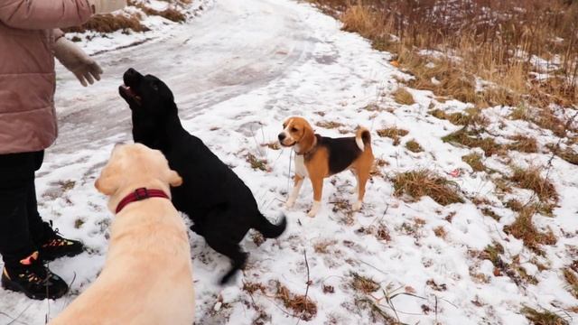 Бигль | Все о породе смотреть онлайн