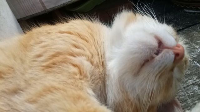 Кот спит и храпит ?? смотреть онлайн