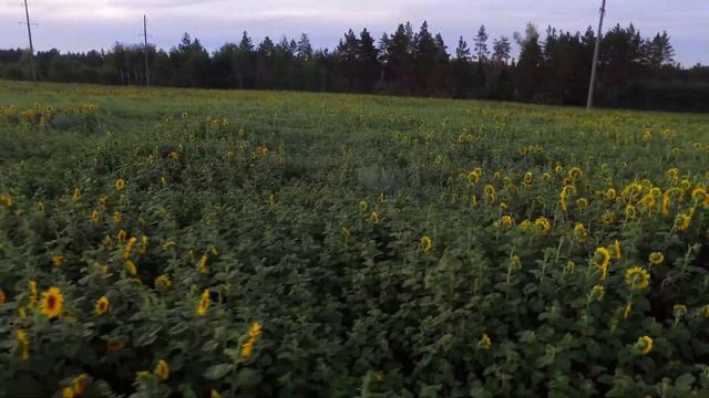 Подсолнухи и рыжая смотреть онлайн
