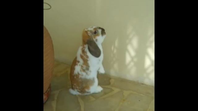 les aventures de Merlin le lapin épisode 1 смотреть онлайн