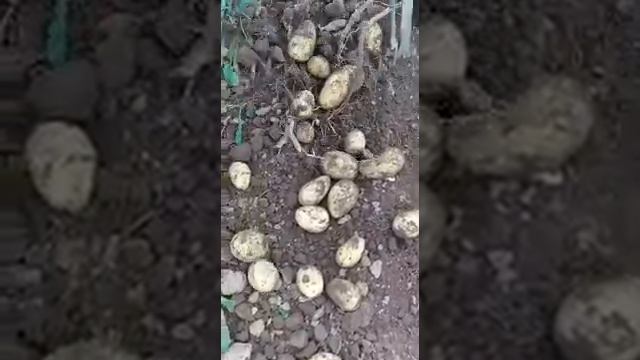 картофель королева анна смотреть онлайн