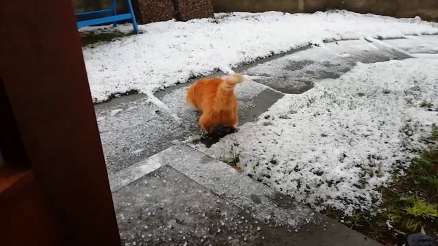 Соседская рыжая кошка захотела погулять. смотреть онлайн