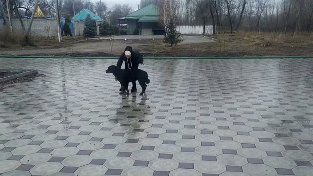 Ева ротвейлер 8 мес сука готовимся к выставке смотреть онлайн