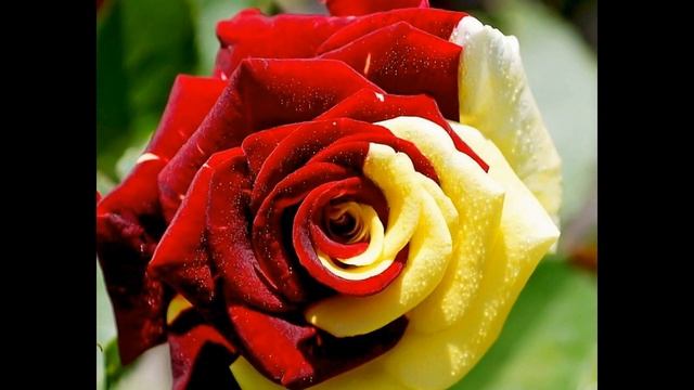 самые красивые цветы в мире фото смотреть онлайн