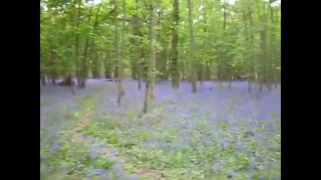 Let me take you on a walk through the Bluebell Woods смотреть онлайн