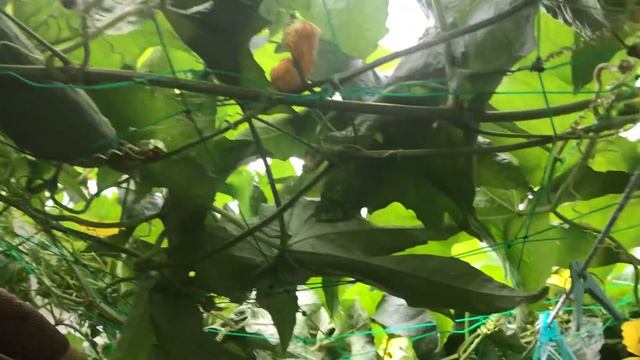 Luffa in the balcony смотреть онлайн