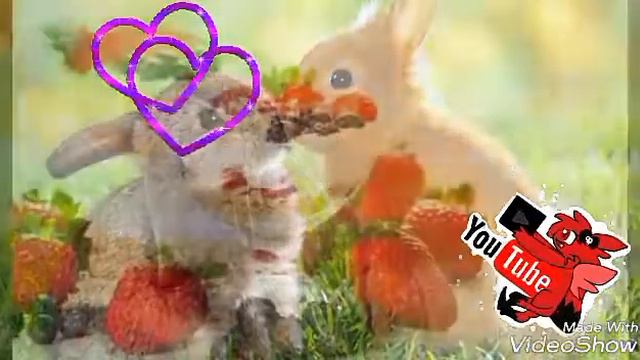 Зверята под песню если ты меня не любишь