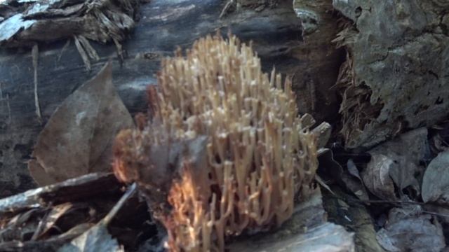 Мастерство и Стремление к Совершенству