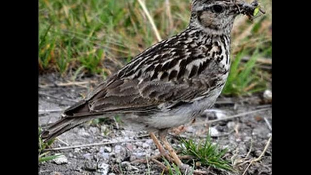 Лесной жаворонок (Юла) Crested Lark ч.10 смотреть онлайн