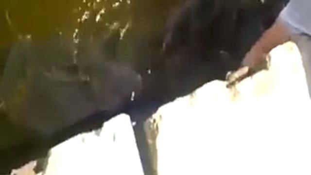 СОМЫ ЧЕРНОБЫЛЯ смотреть онлайн