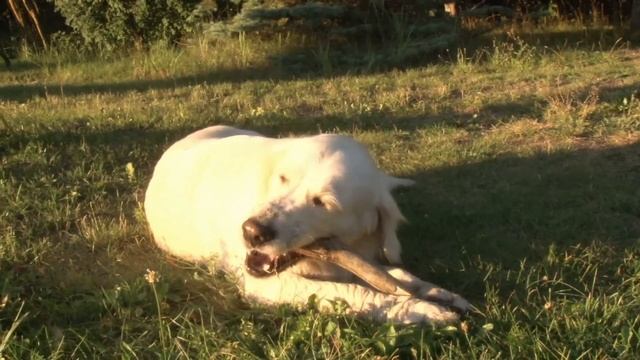Weird Golden Retriever Behaviors Explained смотреть онлайн