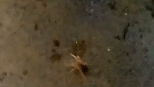 Пауки волки смотреть онлайн