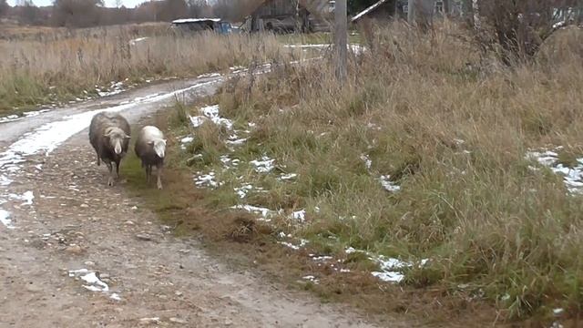 Галочкины овечки идут домой с пастбища Galochkina sheep coming home from pasture смотреть онлайн