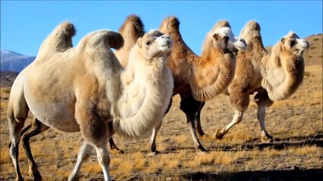 Живой мир. Верблюд/Living world. Camel