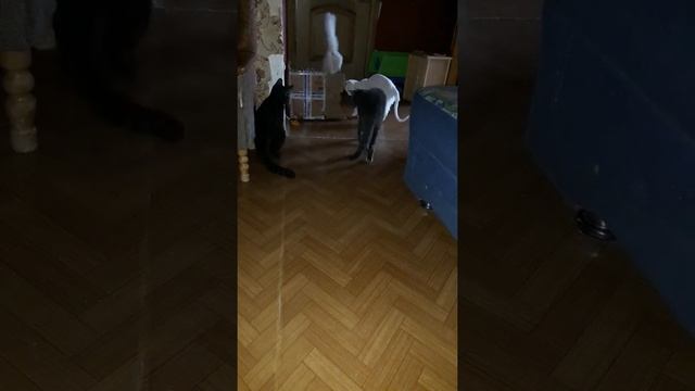 кошки .Глухая кошка или нет. как проверить? смотреть онлайн