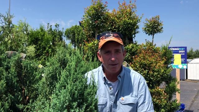 Blue Point Juniper | Juniperus chinensis | Evergreen Conifer смотреть онлайн