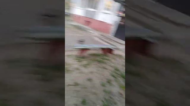 Шок! Ворона сидит на ветке смотреть онлайн