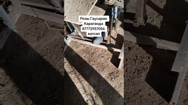 Саженцы роз в Казахстане, Гаусария Кунакбаева, весь каталог в инстограмме, или 87772937056 ватсап смотреть онлайн