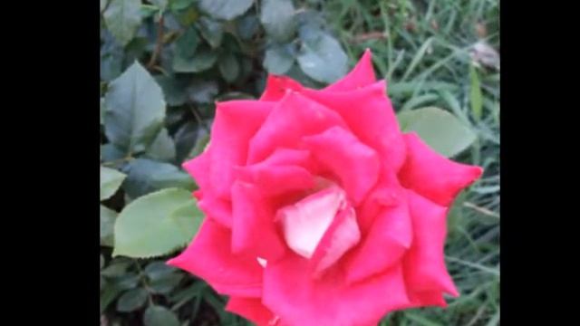 Guru guru mantra - the mantra of love. (Gurudass) смотреть онлайн