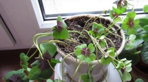 КИСЛИЧКА (Oxalis deppei). Освещение, полив, удобрение, пересадка. Уход в зимний период.