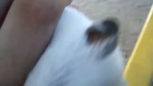 Хомяк-крыса ольбинос смотреть онлайн