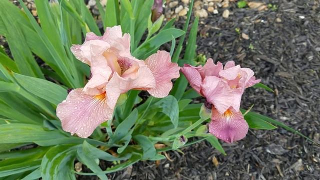 My pink Iris смотреть онлайн