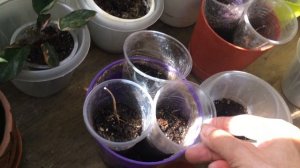 Комнатные растения. Про Каладиум. Как и что с ними.