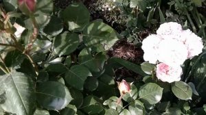 Розы. Рекомендую: удачные покупки - Роза Принцесса Шарлен де Монако.