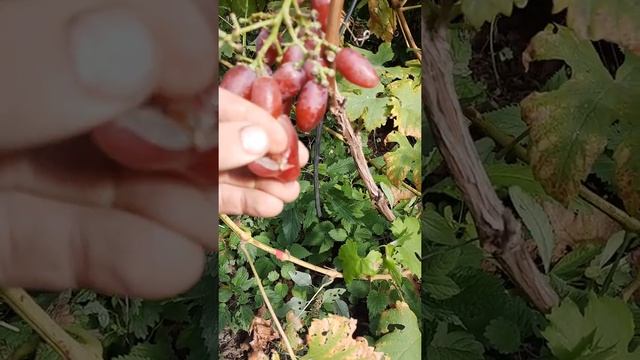 20211005 124546.Виноград Талдун смотреть онлайн