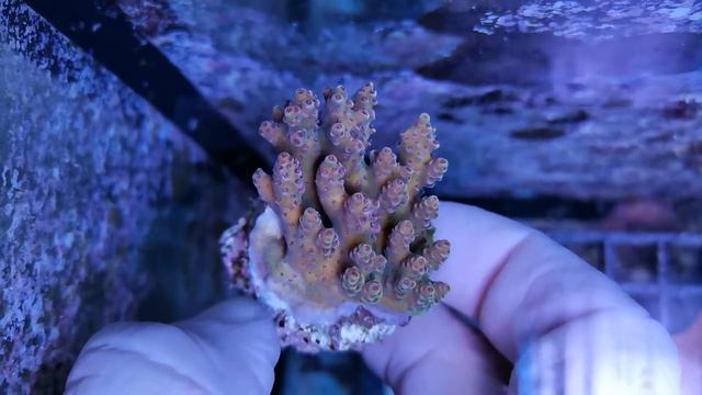 Acropora hyacinthus -indo coral gandalf смотреть онлайн