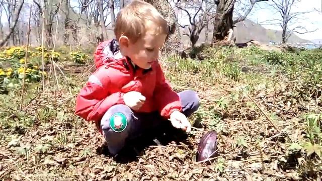 Симплокарпус. Таинственный цветок Драконий клюв. смотреть онлайн