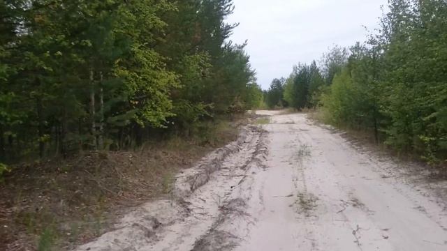 Выводок тетеревов, молодёж смотреть онлайн