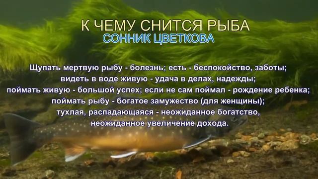 К чему снится рыба. Сонник Цветкова. Толкование снов. смотреть онлайн