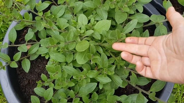 Петунии серии Тайдал / Формирую красивый куст без лысой середины смотреть онлайн