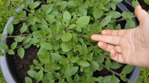 Петунии серии Тайдал / Формирую красивый куст без лысой середины