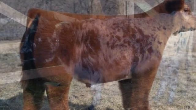 Карликовые Коровы как бизнес идея смотреть онлайн