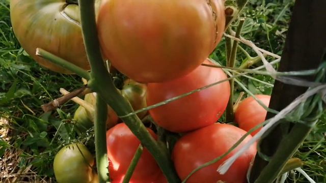 Обзор коллекционных томатов по сортам. (часть 5) 3 августа 2022 г. смотреть онлайн