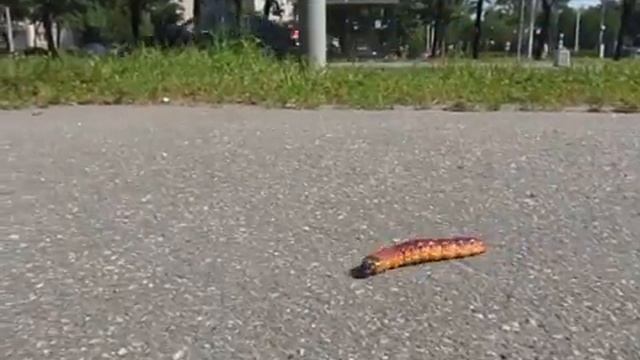 Cossus cossus caterpillar in st. petersburg (1) смотреть онлайн
