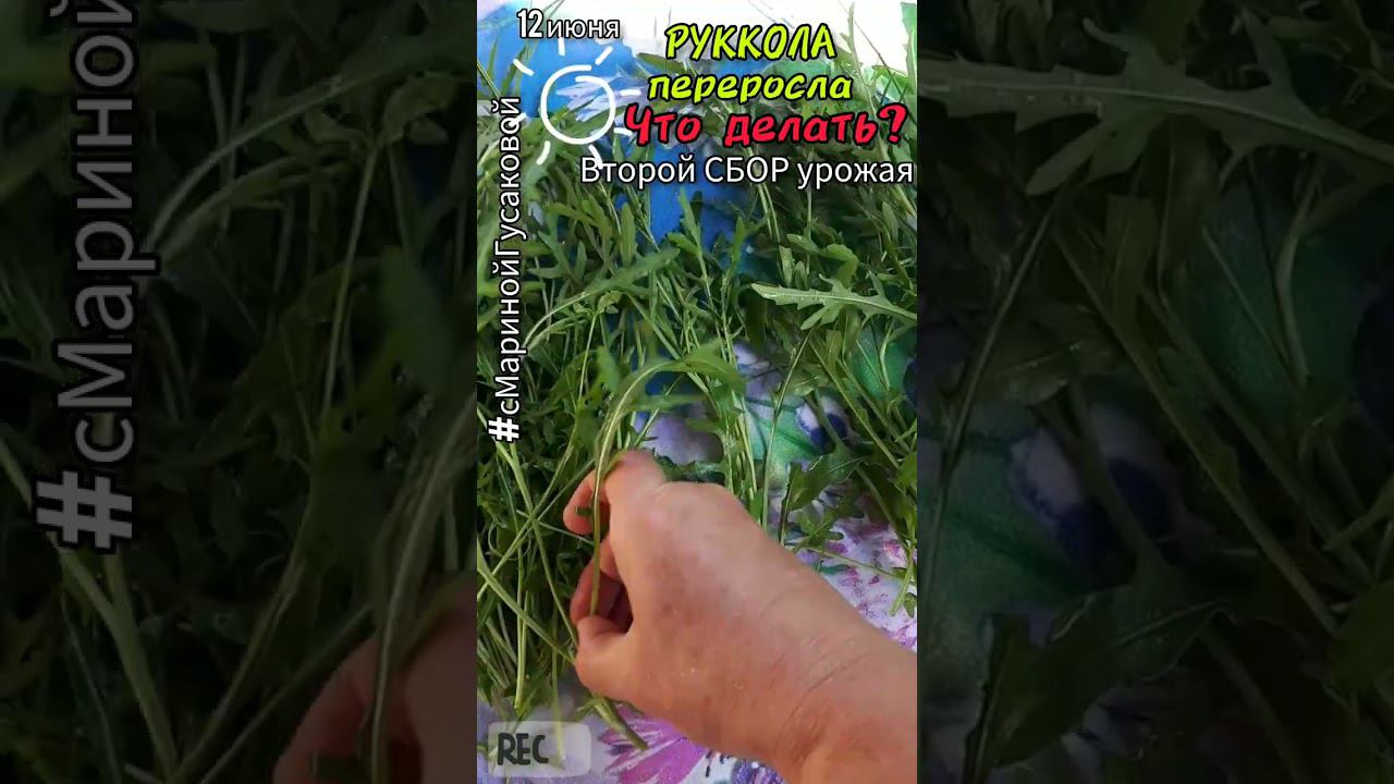 РУКОЛА ОГ 2-ой срез | Как заготовить рукколу впрок #Заготовки на зиму один из способов 12 июня смотреть онлайн