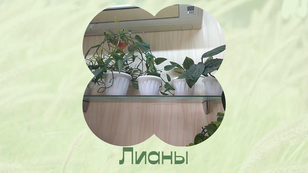 Монстеры. Черенки. Пересадка. смотреть онлайн