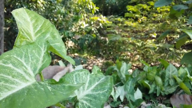Syngonium Podophyllum, Arrowhead Plant, Goosefoot, African Evergreen, #american  Evergreen