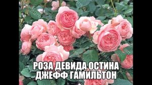 Роза Девида Остина Джефф Гамильтон