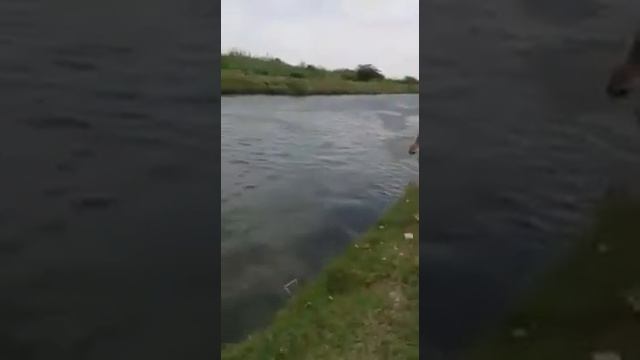 live video Pani Mein doobna смотреть онлайн