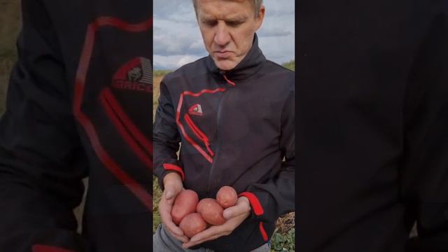 Сорт картофеля Алуэт в прошлом Незнакомец смотреть онлайн