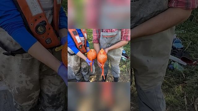 Что будет если выпустить золотую рыбку в озеро смотреть онлайн