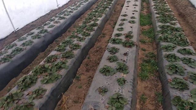Состояния клубники Клери. Посадка 10.10.2020 г. смотреть онлайн