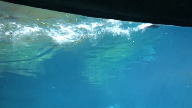 Montreal Biodome overview смотреть онлайн