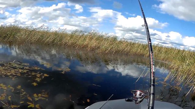 СУПЕР КЛЕВ красноперки в сентябре смотреть онлайн