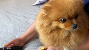 Гриндер для когтей собак и кошек Tenberg Stim Pro. Электрическая когтеточка для животных